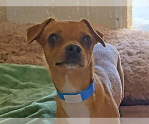 Chihuahua Dogs for adoption in Ojai, CA, USA