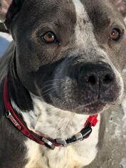 Bulloxer Dogs for adoption in Princeton, MN, USA