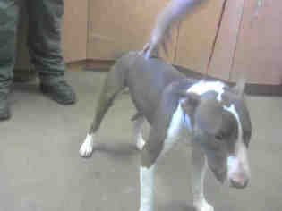Bull Terrier Dogs for adoption in Sacramento, CA, USA