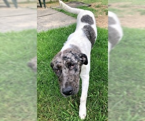 Catahoula Leopard Dog Dogs for adoption in Bauxite, AR, USA