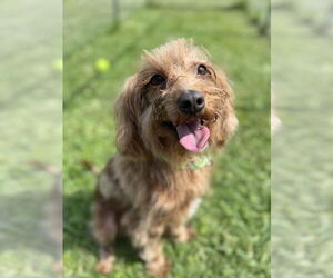 Mutt Dogs for adoption in San Leon, TX, USA