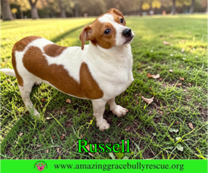 Jack Russell Terrier-Unknown Mix Dogs for adoption in Milton, FL, USA