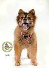 Pomeranian Dogs for adoption in Oceanside, CA, USA