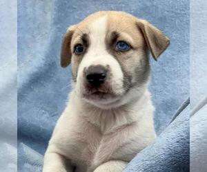 Collie-Unknown Mix Dogs for adoption in San Diego, CA, USA