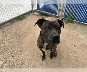 American Pit Bull Terrier-Unknown Mix Dogs for adoption in HESPERIA, CA, USA