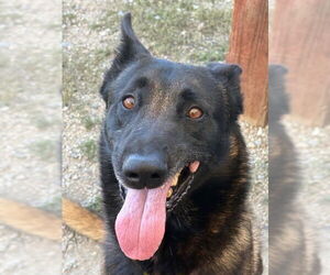 Mutt Dogs for adoption in Imlay City, MI, USA