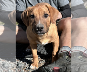 Mutt Dogs for adoption in Thomasville, NC, USA