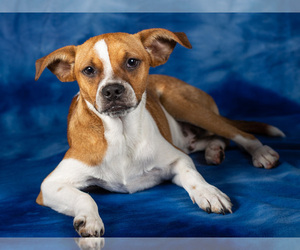 Boston Terrier-Unknown Mix Dogs for adoption in League City, TX, USA