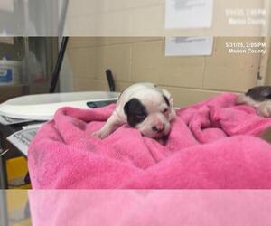 American Staffordshire Terrier-Unknown Mix Dogs for adoption in Ocala, FL, USA