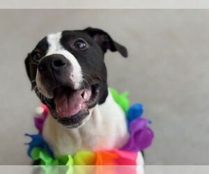 American Pit Bull Terrier Dogs for adoption in Tulsa, OK, USA