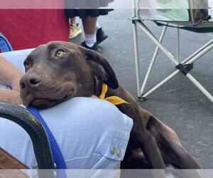 Labrador Retriever-Unknown Mix Dogs for adoption in Clovis, CA, USA