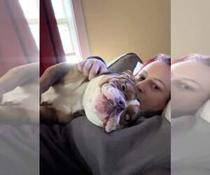 Bulldog-Unknown Mix Dogs for adoption in Belleville, MI, USA
