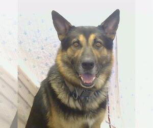 German Shepherd Dog Dogs for adoption in Sacramento, CA, USA