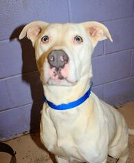 American Pit Bull Terrier-Unknown Mix Dogs for adoption in Grass Valley, CA, USA