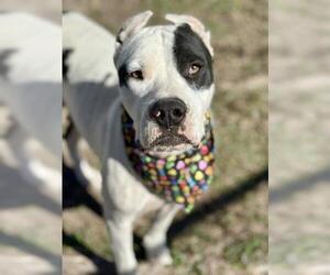 American Pit Bull Terrier-Unknown Mix Dogs for adoption in Conroe, TX, USA