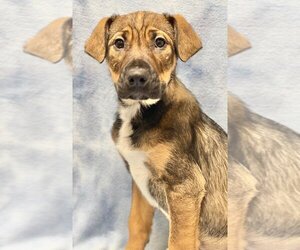 Mutt Dogs for adoption in Great Bend, KS, USA