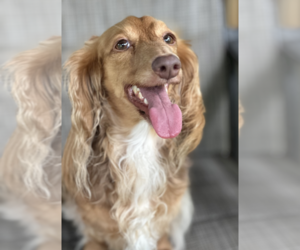 Dachshund Dogs for adoption in Weston, FL, USA