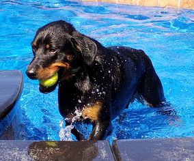 Rottweiler Dogs for adoption in Campbell, CA, USA