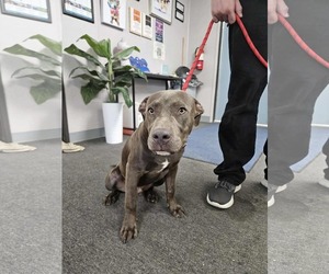 American Pit Bull Terrier-Unknown Mix Dogs for adoption in El Centro, CA, USA