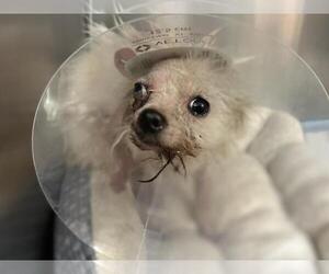 Mutt Dogs for adoption in Martinez, CA, USA