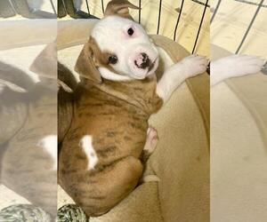 American Pit Bull Terrier-Unknown Mix Dogs for adoption in Rootstown, OH, USA