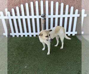 Australian Shepherd-Unknown Mix Dogs for adoption in Modesto, CA, USA