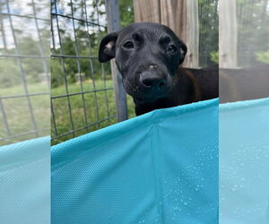 Mutt Dogs for adoption in Candler, NC, USA