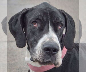 Great Dane Dogs for adoption in Huntley, IL, USA