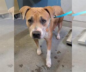 Mutt Dogs for adoption in Camarillo, CA, USA