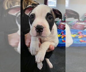 Mutt Dogs for adoption in Clarkston, MI, USA