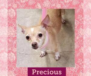 Chihuahua Dogs for adoption in Littleton, CO, USA