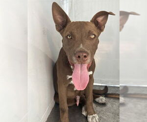 American Pit Bull Terrier Dogs for adoption in Stockton, CA, USA