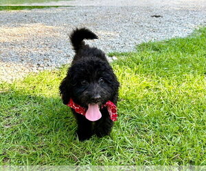 Pyredoodle Dogs for adoption in Eastman, GA, USA