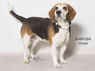 Beagle Dogs for adoption in Moreno Valley, CA, USA