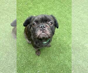 French Bulldog-Unknown Mix Dogs for adoption in Tempe , AZ, USA