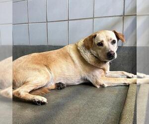Labrador Retriever-Unknown Mix Dogs for adoption in San Antonio, TX, USA