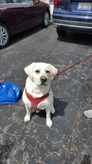 Medium Photo #1 Labrador Retriever Puppy For Sale in Machesney Park, IL, USA