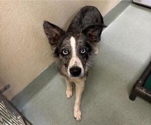 Border Collie Dogs for adoption in Placerville, CA, USA
