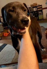 Mastador Dogs for adoption in Melrose, FL, USA