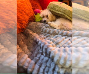 Maltese Dogs for adoption in Andover, MN, USA