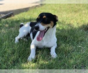 Rat Terrier-Unknown Mix Dogs for adoption in Fresno, CA, USA