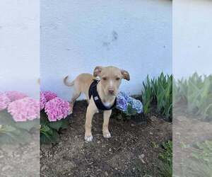 Labrador Retriever-Unknown Mix Dogs for adoption in New York, NY, USA