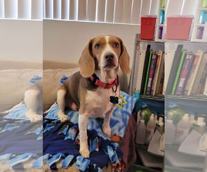 Beagle Dogs for adoption in Las Vegas, NV, USA