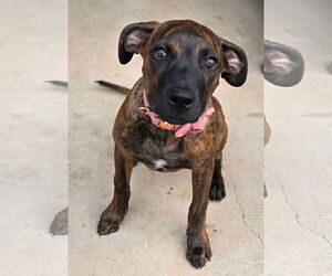 Rhodesian Ridgeback-Unknown Mix Dogs for adoption in Alexander, AR, USA