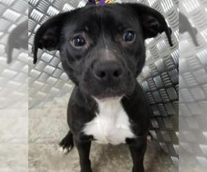 Boglen Terrier Dogs for adoption in Winston Salem, NC, USA