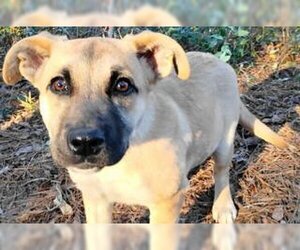 Mutt Dogs for adoption in Frankston, TX, USA