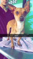 Chihuahua Dogs for adoption in Chico, CA, USA