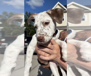 Catahoula Leopard Dog-Unknown Mix Dogs for adoption in Holly Springs, NC, USA