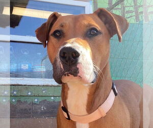 Bullboxer Pit Dogs for adoption in Pacolet, SC, USA