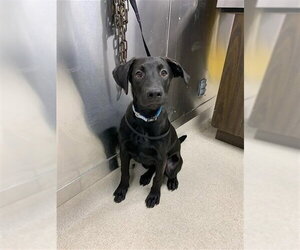 Labrador Retriever-Unknown Mix Dogs for adoption in Fairbanks, AK, USA